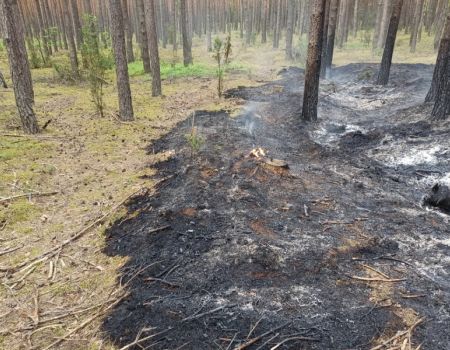 Pożar lasu w gminie Sulejów