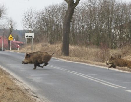 Policjanci apelują: Uważajmy na zwierzęta!