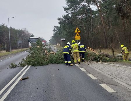 Strażacy usuwali drzewa z 