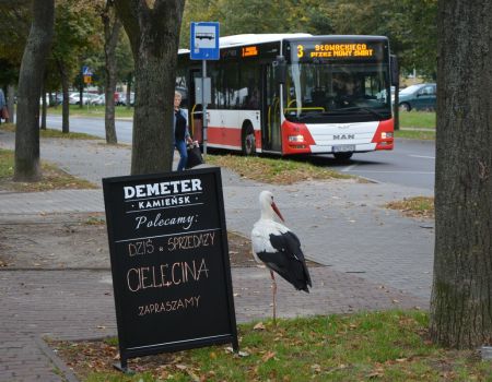 Bocian zamieszkał na osiedlu Słowackiego