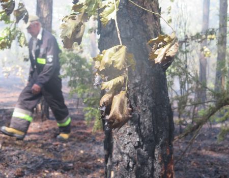 Pożar lasu w Trzepnicy