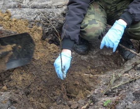 Odbierz darmową sadzonkę od leśników