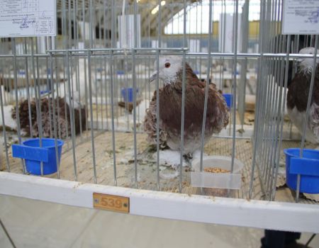 Moszczenica będzie gospodarzem ogólnopolskiej wystawy gołębi rasowych