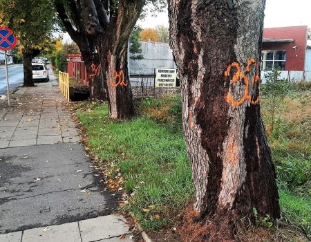 Co z drzewami na Wolborskiej i Rakowskiej?