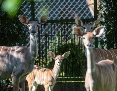 W łódzkim zoo żyje jedyne w kraju stado kudu małych