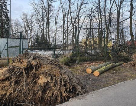 Drzewa w parku wciąż leżą. Kiedy je usuną?