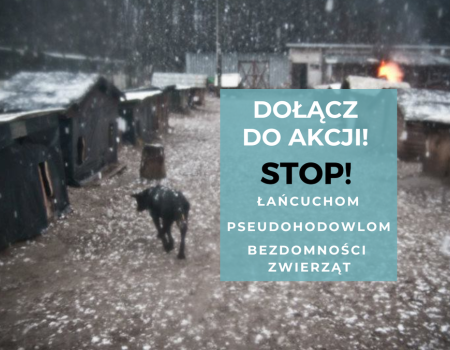 Nie chcą łańcuchów dla psów