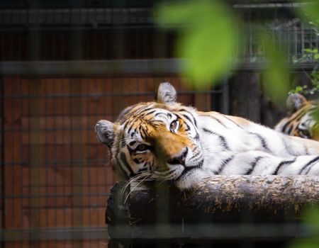 ZOO Gdańsk – niezwykłe, warto odwiedzenie miejsce