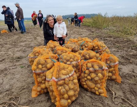 Wykopali ponad tonę ziemniaków