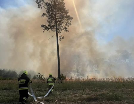 Duży pożar lasu w gminie Aleksandrów. W gaszeniu pomagał Dromader. W akcji udział wzięło 36 strażaków z naszego regionu