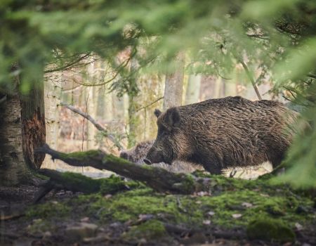 Dziki zagrażają mieszkańcom i powodują szkody