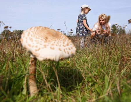 Ekspertka: zbiory grzybów w polskich lasach szacuje się średnio na ok. 100 tys. ton rocznie