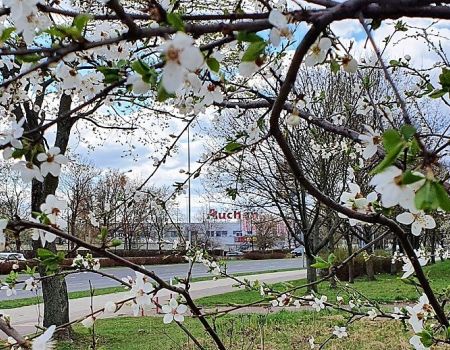 Magnolia, forsycja czy może wiśnia różowa?