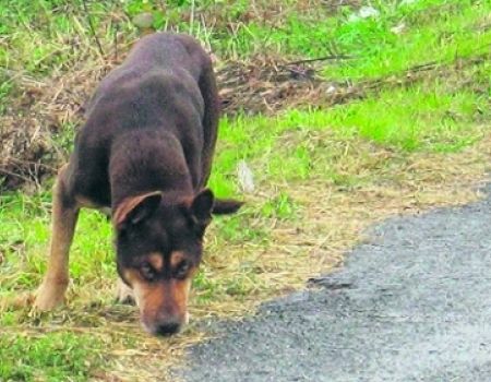 Moszczenica: 300 zł za adoptowanie psa