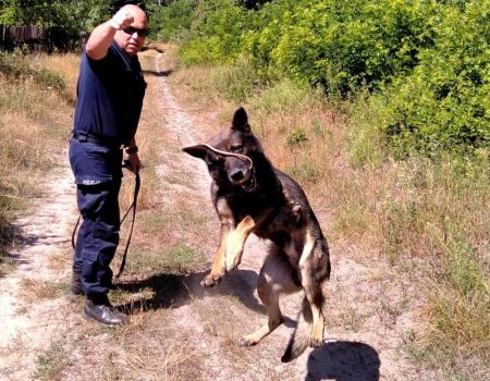 Czworonożni policjanci szkolili się pod okiem opiekunów