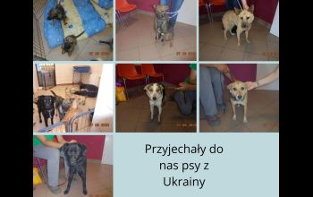 Українські собачки в притулку для тварин у Пьотркуві