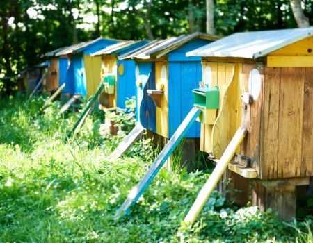Pszczoła w mieście - powstanie ogród dla owadów
