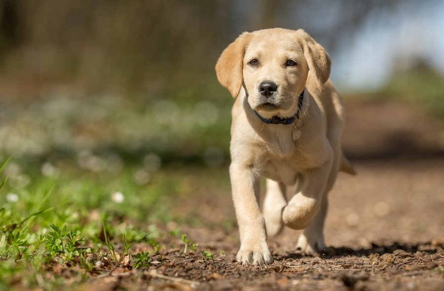 Labrador - poznaj charakterystyk rasy oraz podstawy odywiania i pielgnacji labradorw