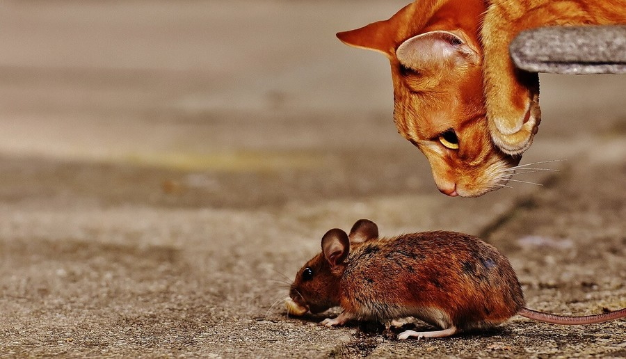 Myszy lub szczury w zakadzie produkcyjnym - obowizki ustawowe i formy zwalczania