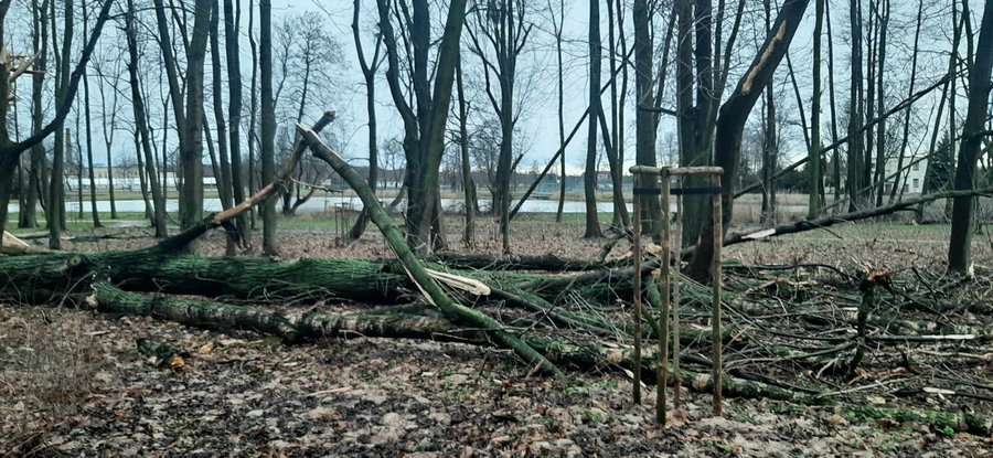 Wichura uszkodzia zabytkowe drzewa. Park zamknity