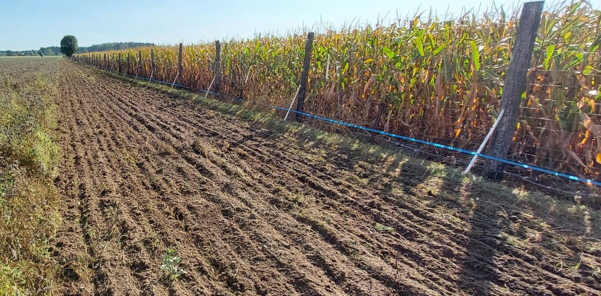 Elektryzator Chapron Sec 15 000 najskuteczniejszym pastuchem elektrycznym na dziki